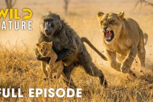 Win or Die (FULL EPISODE) | Deadliest Battles for Survival | Animal documentary