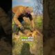 Wire Cutting Into Squirrel's Neck | Emotional Animal Rescue
