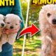 🐶 World's Cutest Puppies! Spitz Puppy Meets Two Adorable Russian Alabai ❤️🐾