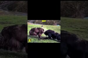 Worse than an angry bull #animals #nature #wildlife