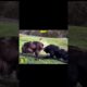 Worse than an angry bull #animals #nature #wildlife