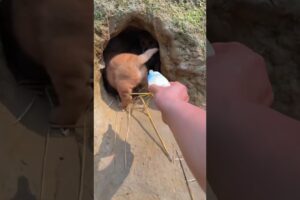Wow! Cute puppies. 🐶😍
