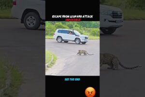 😡animal fight 🐆 #shortvideo #viral 😡