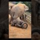baby elephant play time 🐘🥰❤️🚀 #viral #elephant #animals #shorts #short #baby #playtime