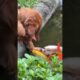 cute dog playing with fishes  #funnyanimals #pets #animals
