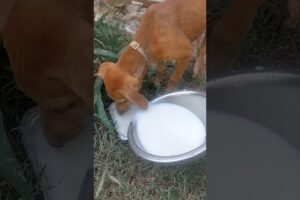cute puppies #youtubeshorts