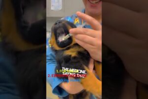 cutest puppies of all time #dogshorts #puppies #puppy #cute #cuteanimals #cutedog