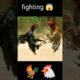 fighting 🐓🐔 hens #fight #fighter #fighting #firefighter #fights #fightnight #streetfighter