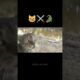 😼 gangster cat fighting with Crocodile🐊 Subscribe for more😻🐈