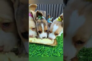 lindos cachorros