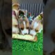 lindos cachorros