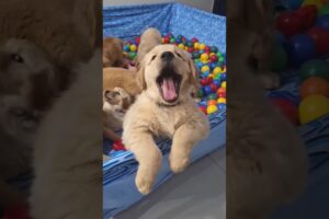 lovely cute puppies #shorts