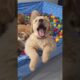 lovely cute puppies #shorts