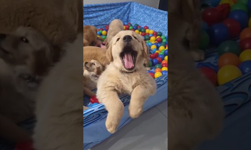 lovely cute puppies #shorts