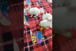 #lucknow #viral #mumbai #deoria #rabbit