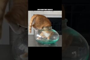 or worse yet, an ELECTRIC EEL 🙀 🎥: pjordan922 (TT), #shorts