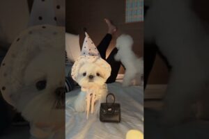 #pets #cute #puppies #puppy #dogvideos #dog #dogs #doglove #dogshorts #doglife #cutedog #anjinglucu
