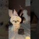 #pets #cute #puppies #puppy #dogvideos #dog #dogs #doglove #dogshorts #doglife #cutedog #anjinglucu