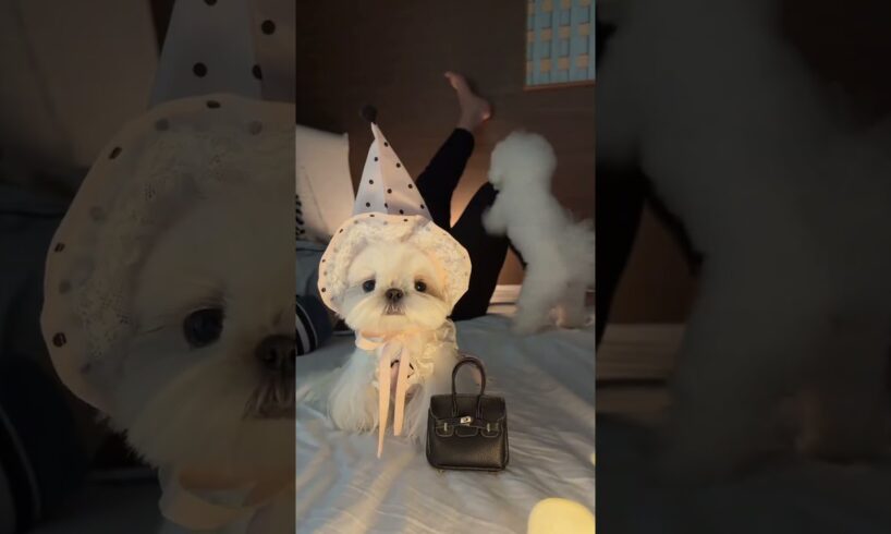#pets #cute #puppies #puppy #dogvideos #dog #dogs #doglove #dogshorts #doglife #cutedog #anjinglucu