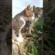 sayang sayangan #cute #kitten #pets