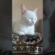 #shortvideo #cat #animallife #funny #cute #kitten