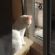 #shortvideo #cat #funnycats #funny #cute #kitten