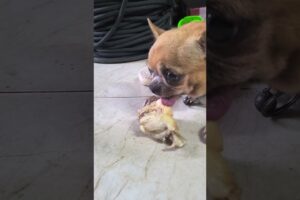 smart puppy cute puppies #puppy #puppies#cuteanimals #funny #mypetdog