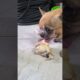 smart puppy cute puppies #puppy #puppies#cuteanimals #funny #mypetdog