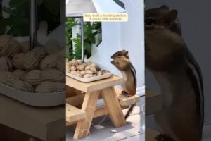 this boy rescued chipmunk from drowning in his pool | #animals #fact #cat #shorts