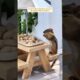 this boy rescued chipmunk from drowning in his pool | #animals #fact #cat #shorts
