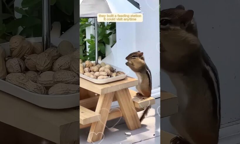 this boy rescued chipmunk from drowning in his pool | #animals #fact #cat #shorts