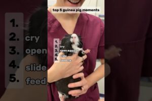 top 5. guinea pig moments #shorts