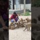 wait for the monkey 🐒 #trending #animals