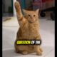 which song would you play? #cat #kitten #funny #funnycats #memes