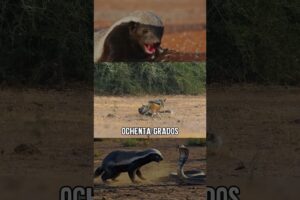 ¡1 vs 3! El animal más VALIENTE del mundo🔥 #tejondemiel #animalessalvajes #curiosidades