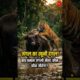 जंगल का खूनी दंगल! 😱 जब बाघ ने की 1000 किलो के भैंसे से भिड़ने की गलती 🐅🐃 #viral #animals  #shorts