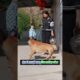 जिसे डांटा, वही नया फोन ले आया #pets #animal #dog