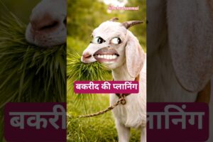 बकरीद की प्लानिंग #comedy #shortvideo #aalupyajjoke #thetharpuns #hehar @thethar_puns