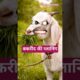 बकरीद की प्लानिंग #comedy #shortvideo #aalupyajjoke #thetharpuns #hehar @thethar_puns