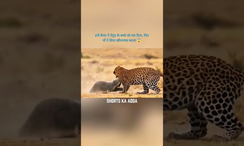 हनी बैजर ने तेंदुए के बच्चे को मार दिया, फिर माँ ने लिया खौफनाक बदला 😱 #animalstory #wildlife