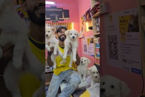 বিদেশী কুকুর Cute puppies Dog Price in Bangladesh 🇧🇩 Mirpur 1 pakhir haat
