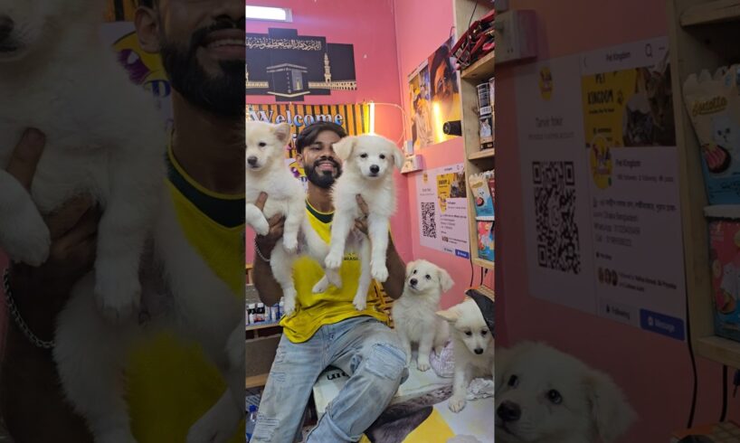 বিদেশী কুকুর Cute puppies Dog Price in Bangladesh 🇧🇩 Mirpur 1 pakhir haat