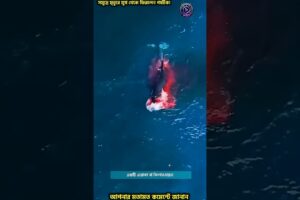 হাঙরের ভয়ংকর আক্রমণ থেকে যেভাবে বাঁচলেন পর্যটক! | Killer Whale vs Great White Shark #shorts