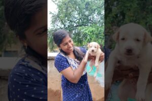 பாவம் 🥰 Dog Rescue and Built House #viral #minivlog #shorts @CatAndRatOfficial