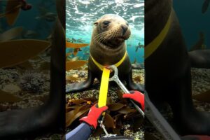 ​Diver Rescues Trapped Sea Lion Cutting Off Deadly Plastic Strap Around Its Neck!