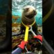 ​Diver Rescues Trapped Sea Lion Cutting Off Deadly Plastic Strap Around Its Neck!