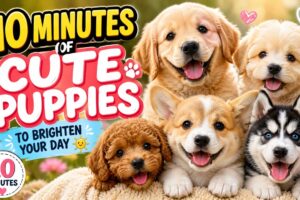 10 Minutes of Cute Puppies to Brighten Your Day ☀️🐾