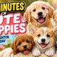 10 Minutes of Cute Puppies to Brighten Your Day ☀️🐾