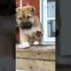 Cute Puppies #viral #shorts 🐶