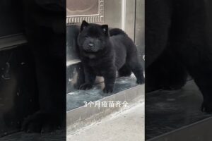 The love for these cute puppies grows day by day #dog #pet #cutedog #puppy #puppylove #cuteanimal